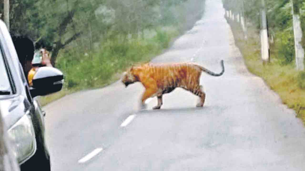 నల్లమలలో పులి ప్రత్యక్షం