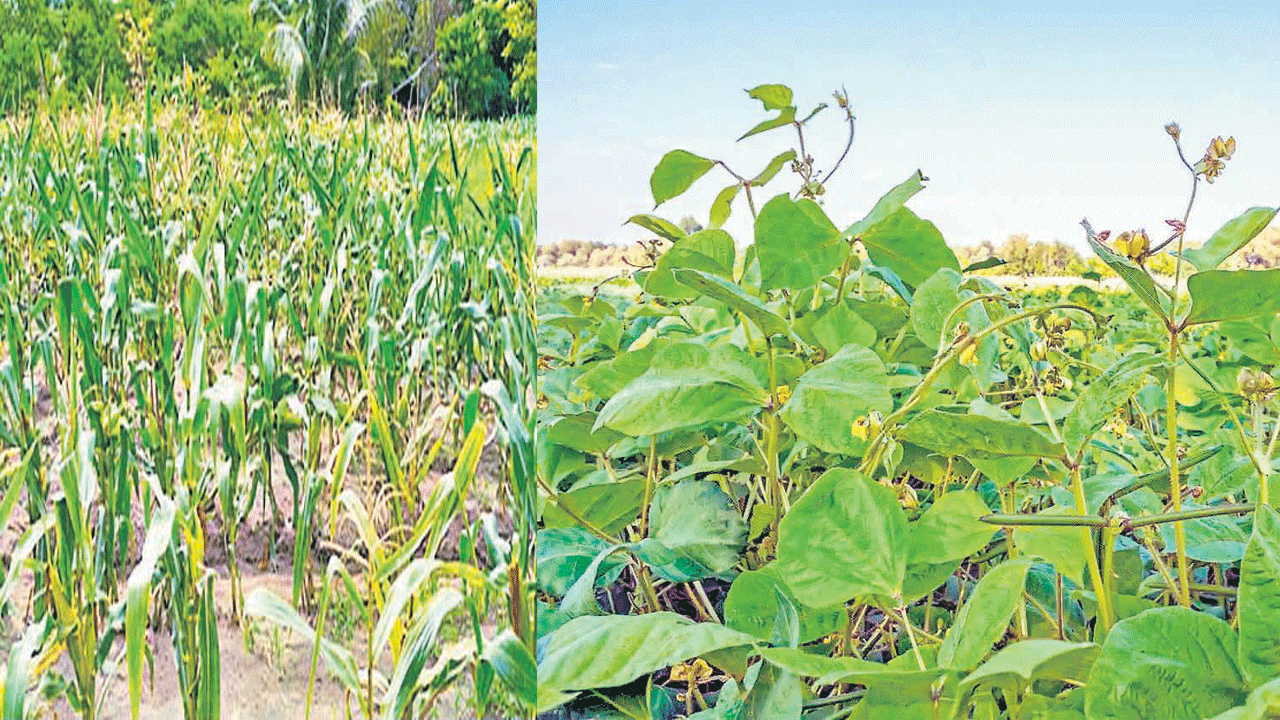 పంటకోత ప్రయోగాలు ముమ్మరం