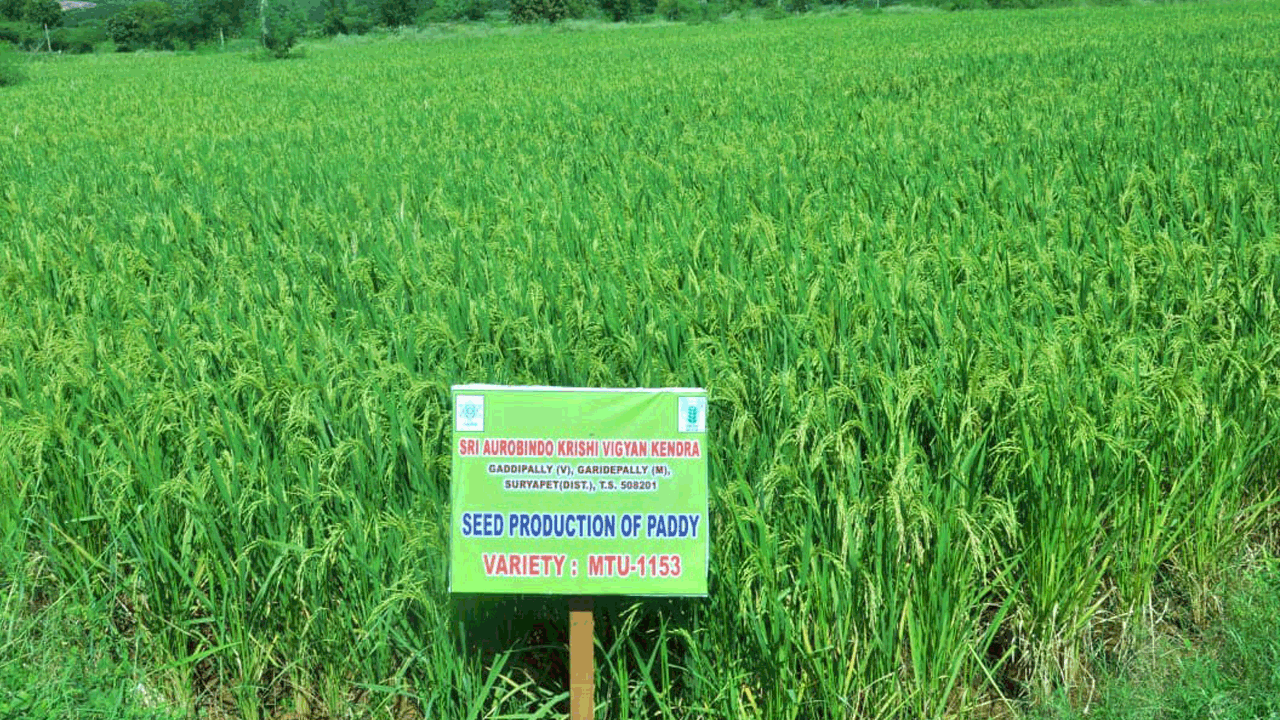 యాసంగికి అనువైన వరి వంగడాలు ఇవే..