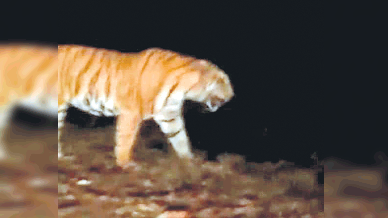 పిప్పల్‌కోటిలో మళ్లీ పులి సంచారం