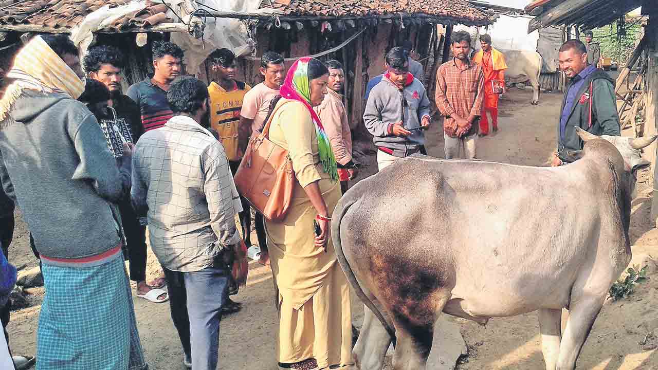 పులుల దాడిలో రెండు ఆవులు మృతి
