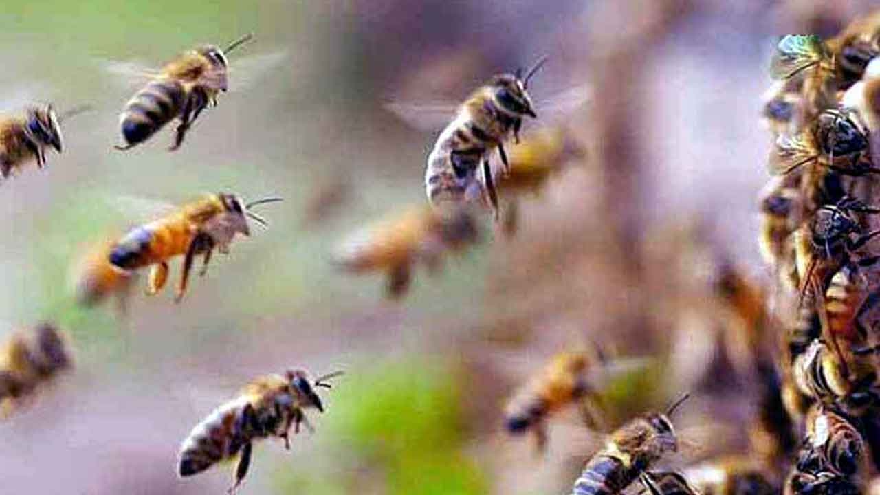 తేనేటీగల దాడిలో 25 మంది మహిళలకు గాయాలు.. ఇద్దరి పరిస్థితి విషమం