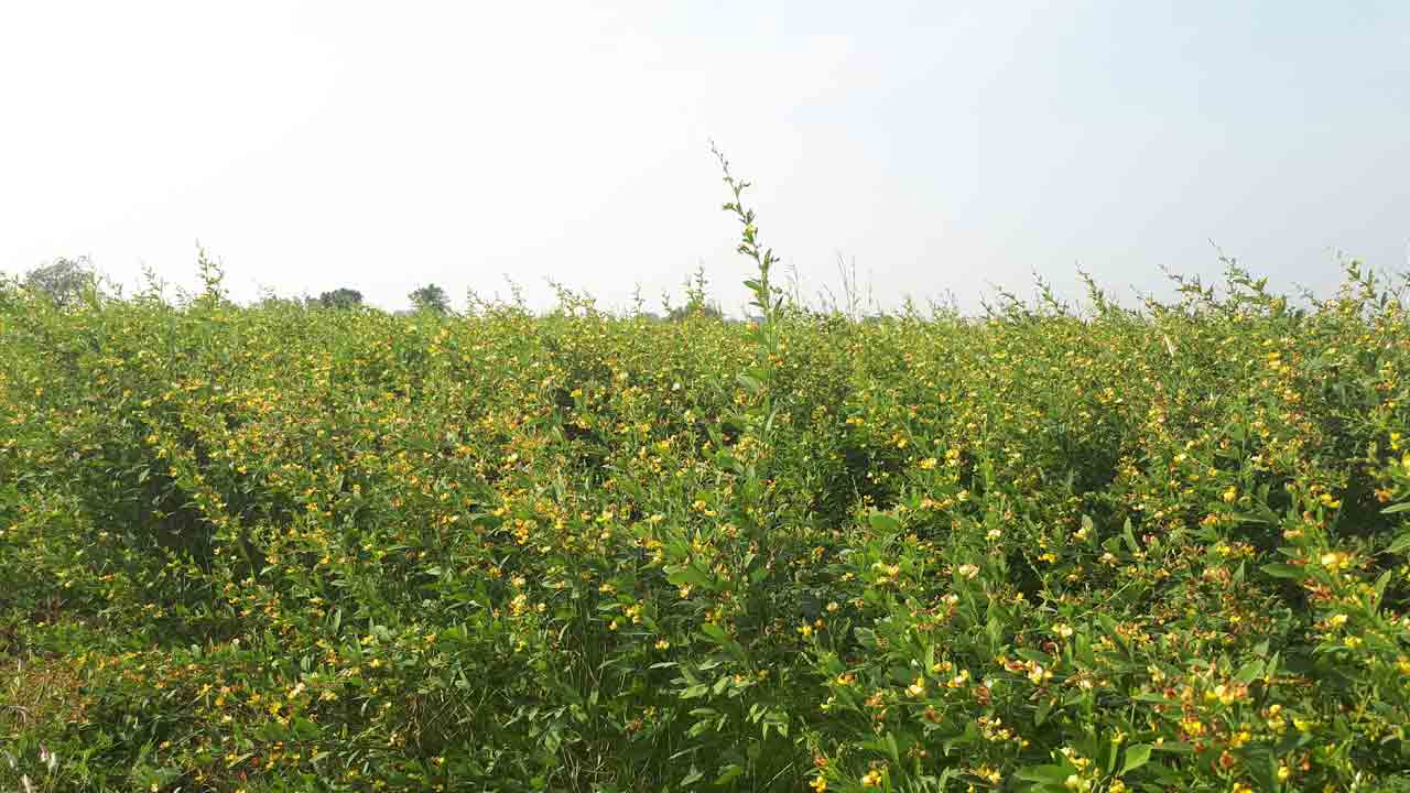 సస్యరక్షణతో.. అధిక దిగుబడి