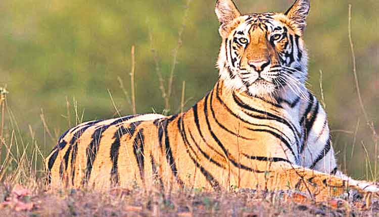 పులుల రక్షణను గాలికొదిలిన కేంద్రం