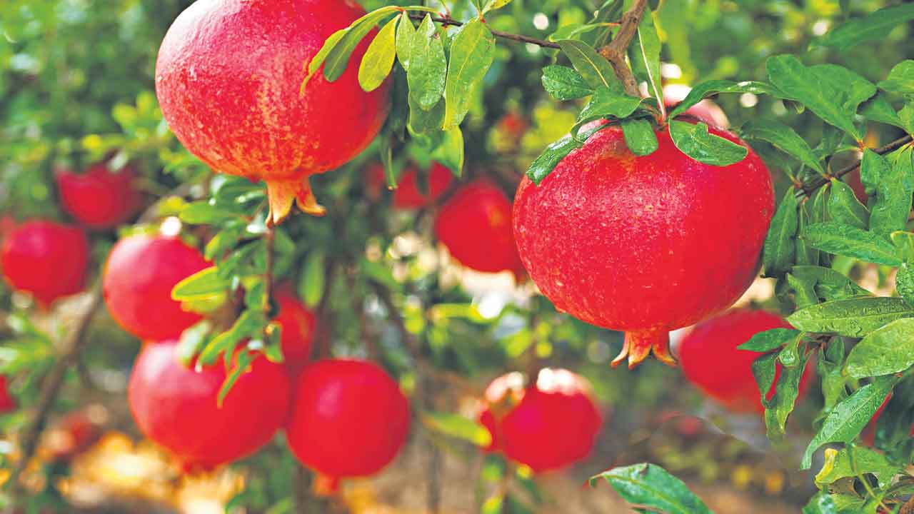 పురుగుల బెడద.. తప్పించేదెలా?