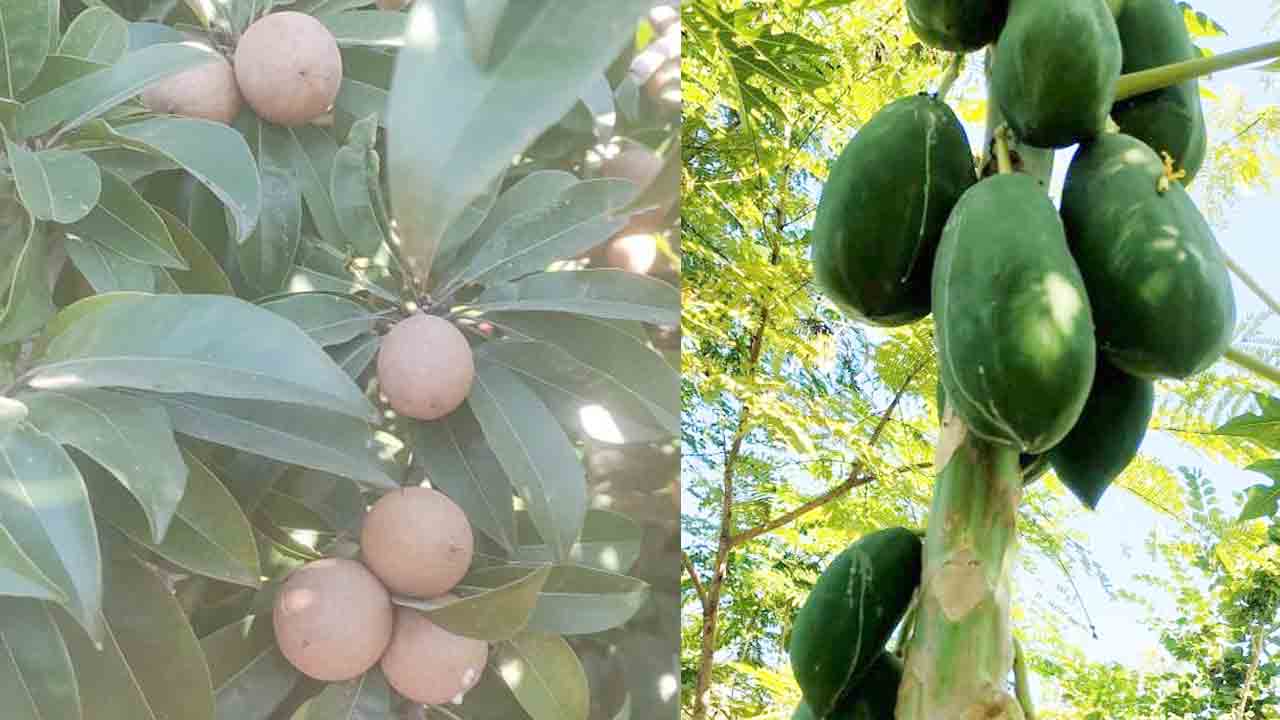 ప్రకృతి వనం.. అందివస్తున్న ఫలం