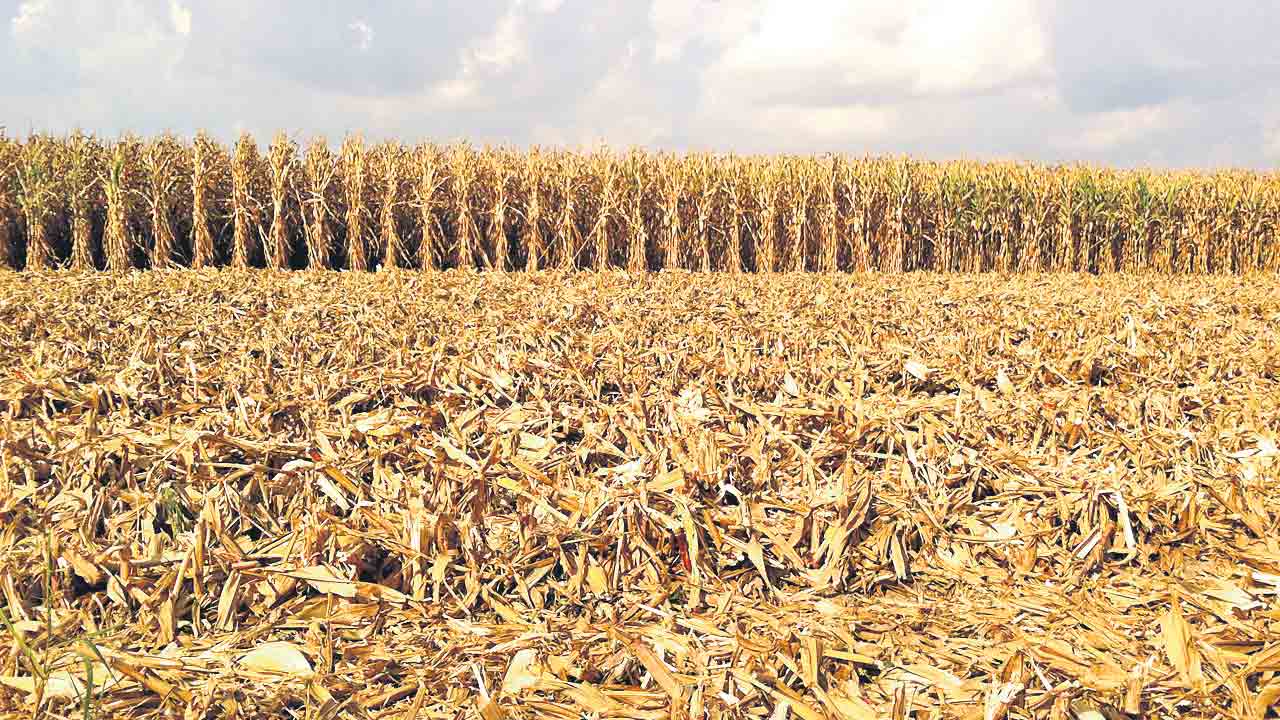 పంట వ్యర్థాలతో ప్లాస్టిక్‌