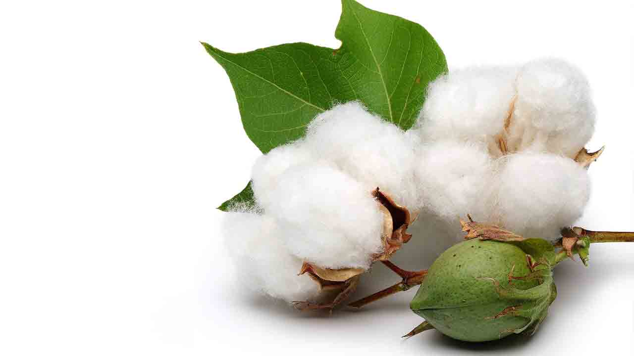 తెల్లబంగారాన్ని కొనరా ?