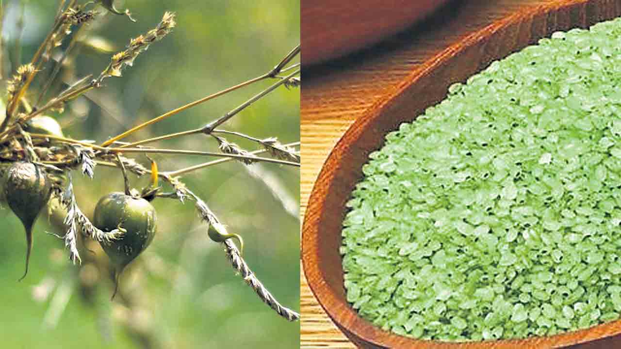 వెదురు బియ్యం.. మహాభాగ్యం