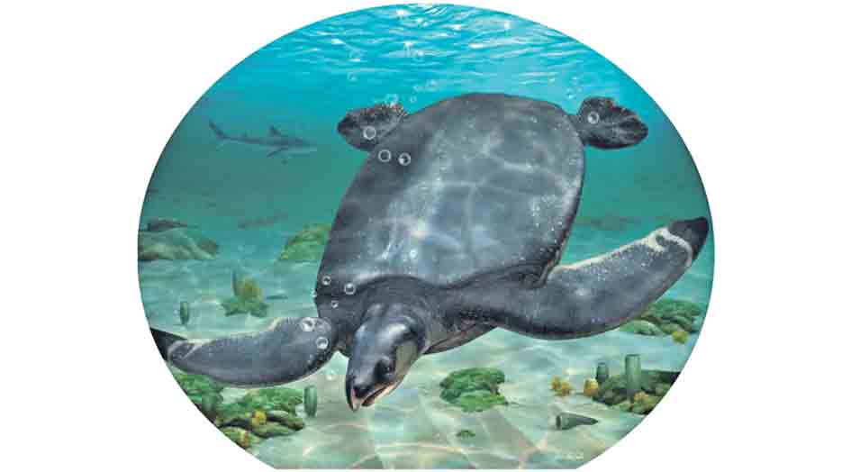 రాకాసి తాబేలు