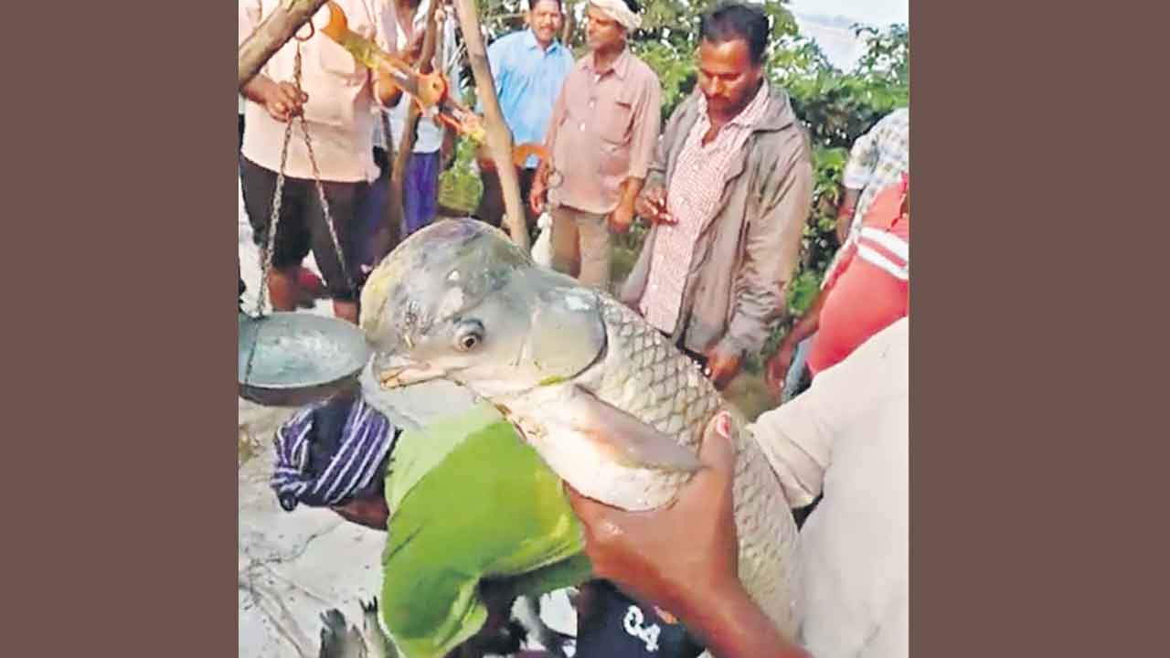 చిలుక ముక్కు చేప!