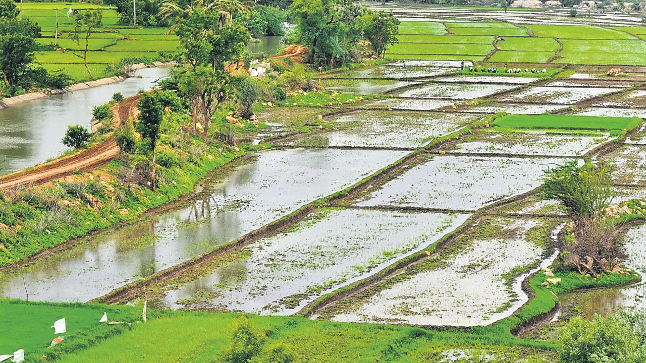 మన సాగు.. బహు బాగు