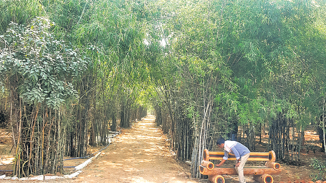 రింగురోడ్డు చెంత.. వెదురు వనం