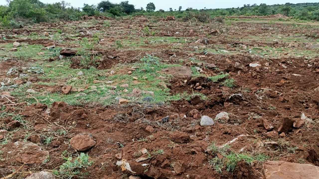 చిగురిస్తున్న ఆశలు