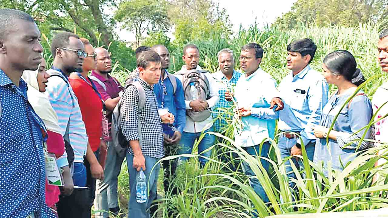 తెలంగాణలో సాగు పద్ధతులు భేష్‌