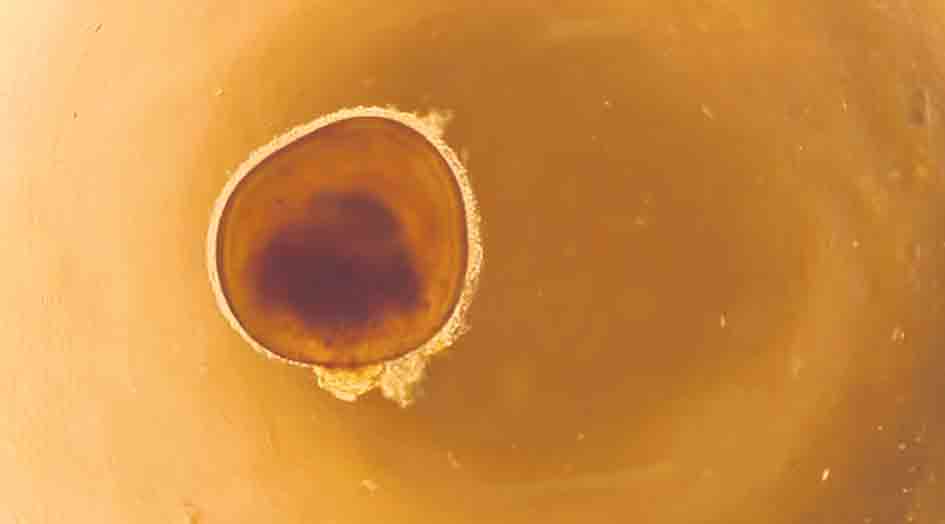 ల్యాబ్‌లో కండ్లు తయారీ