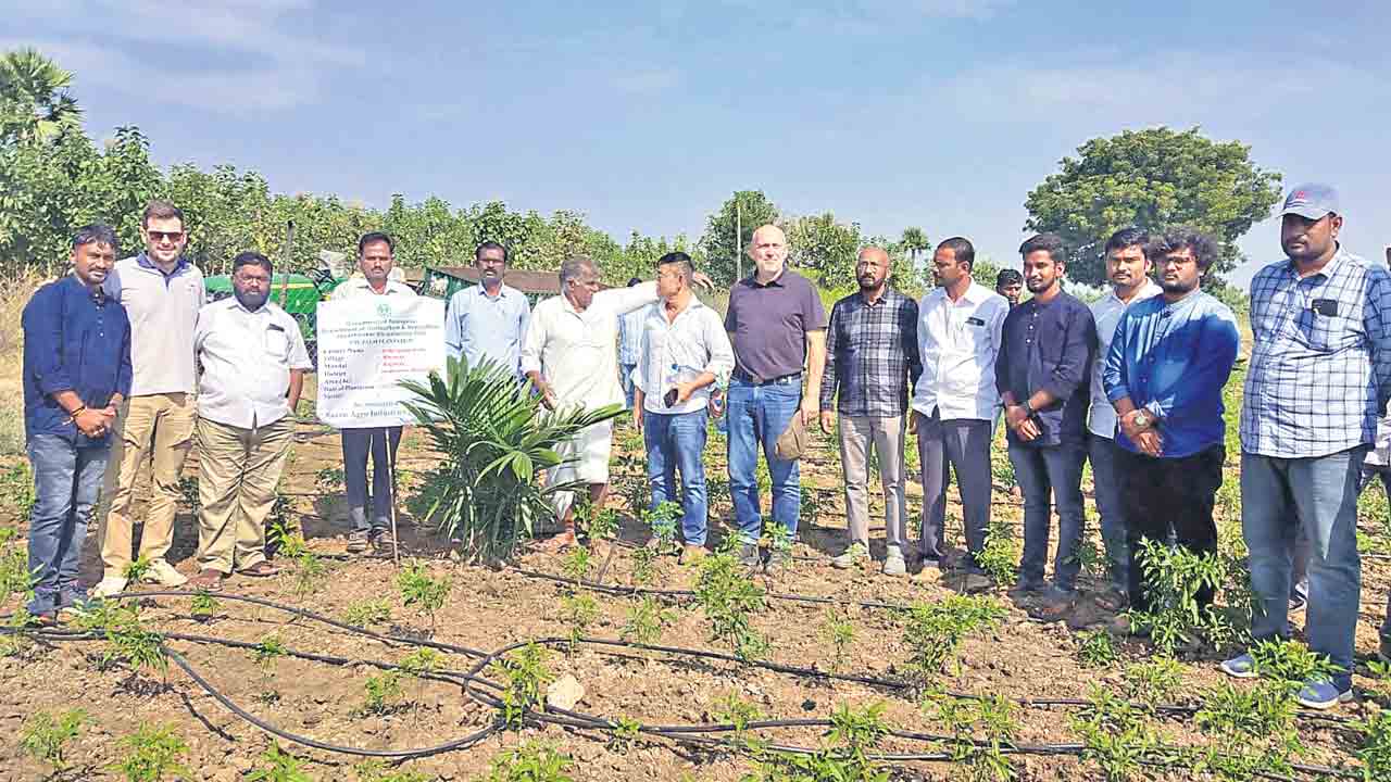 ఆయిల్‌పామ్‌తో ఆర్థికాభివృద్ధి