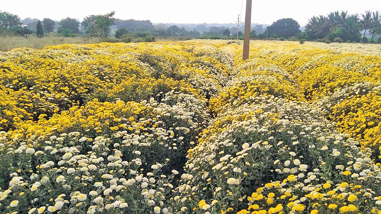 వ్యవసాయం సాగులో అద్భుతాలు సృష్టిస్తున్న యువరైతు