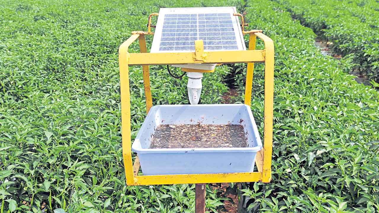 సోలార్‌ లైట్లతో చీడ పురుగులకు చెక్‌.. ఖర్చు తక్కవ.. ఉపయోగం ఎక్కువ