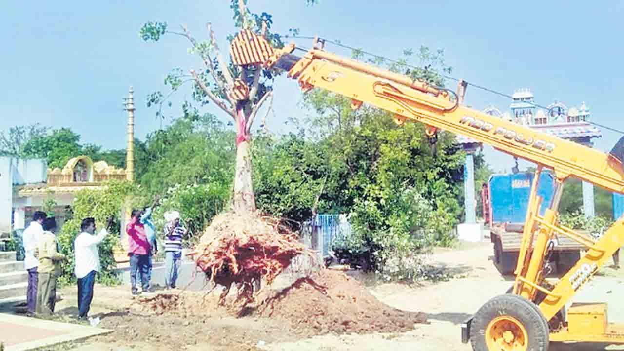 కమ్మర్‌పల్లిలో వృక్షాల రీప్లాంటేషన్‌