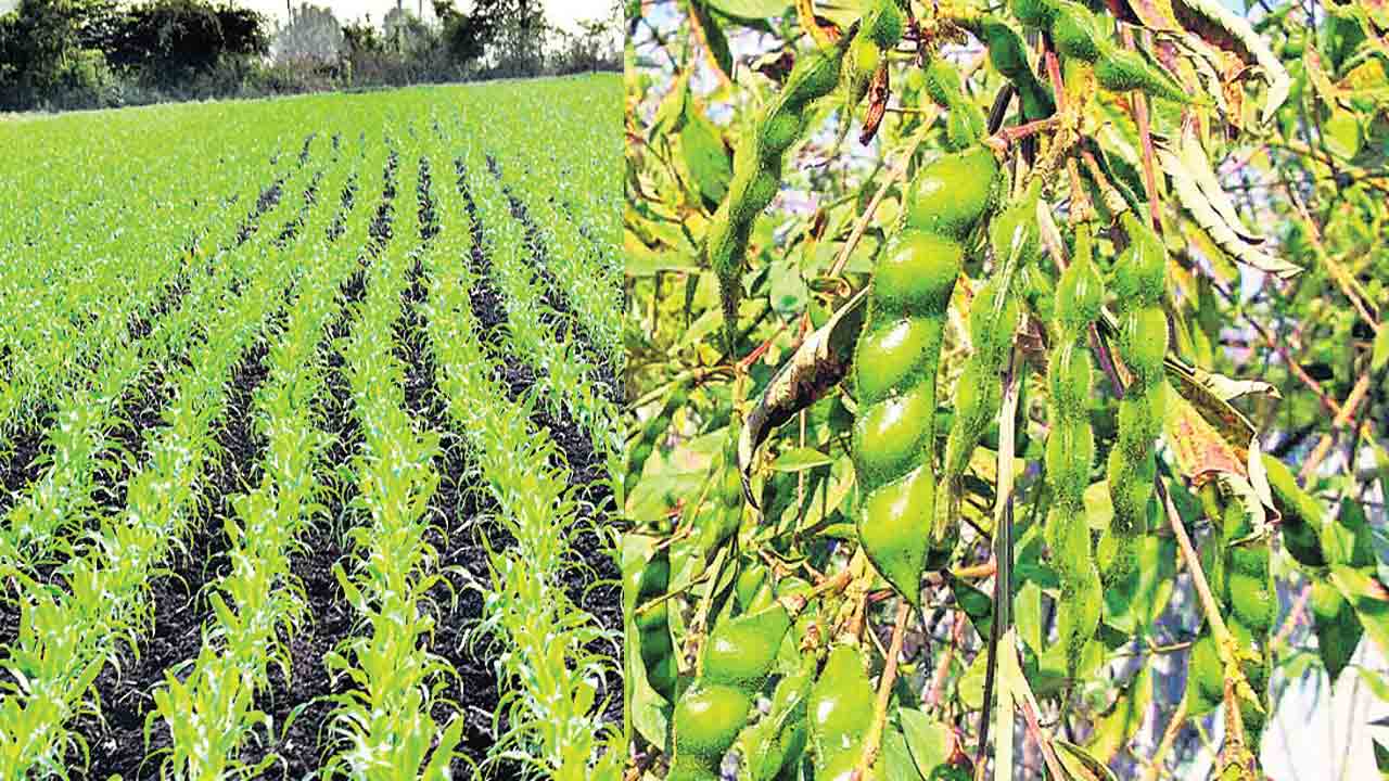 జిల్లాలో యాసంగి పంటల విస్తీర్ణం.. 1,84,140 ఎకరాలు