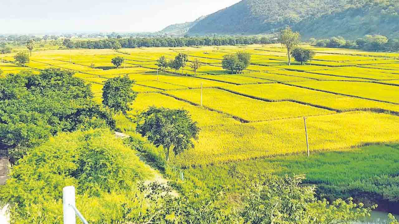 నాడు బీళ్లు.. నేడు సిరుల లోగిళ్లు