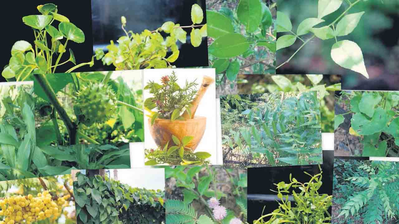 ఔషధ నిధులు పెరటి మొక్కలు