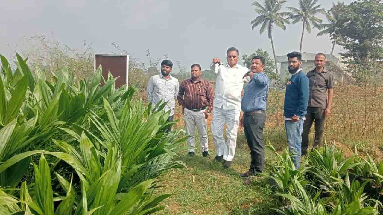 ప్రణాళిక ప్రకారం ఆయిల్‌పాం సాగు విస్తరణ