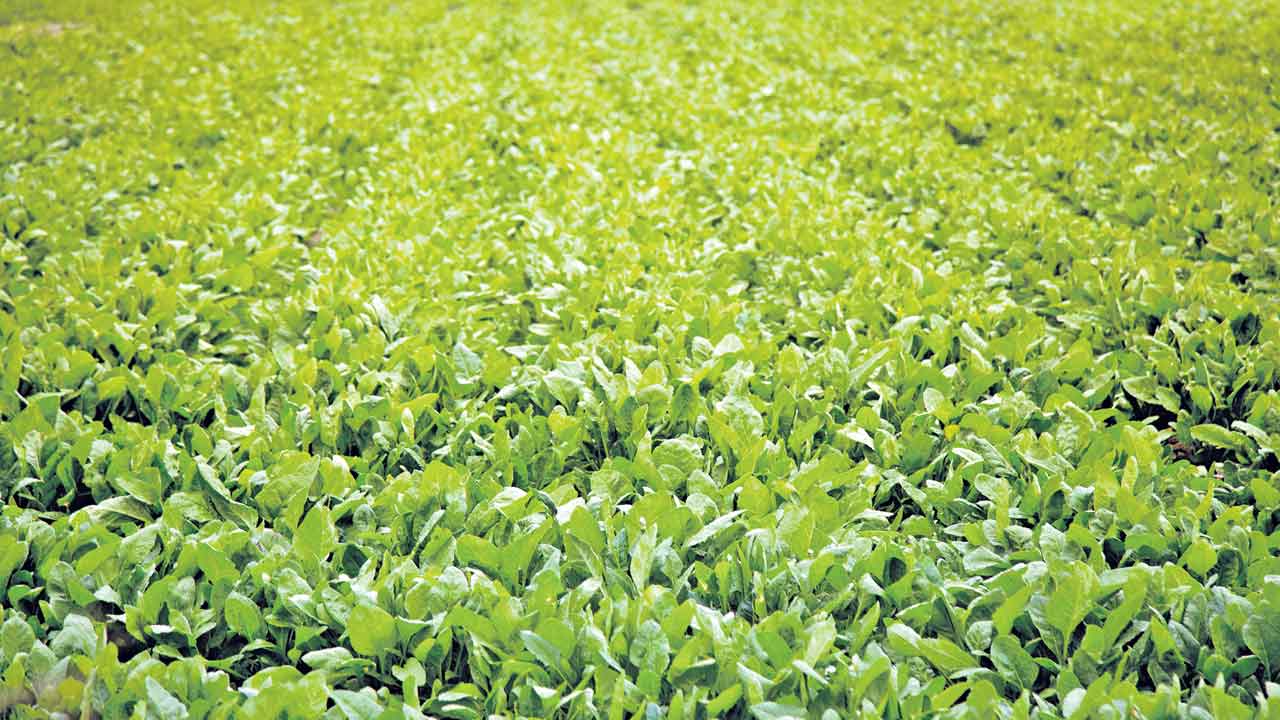 పాలకూర సాగు.. అనువైన నేలలు, తీసుకోవాల్సిన జాగ్రత్తలు