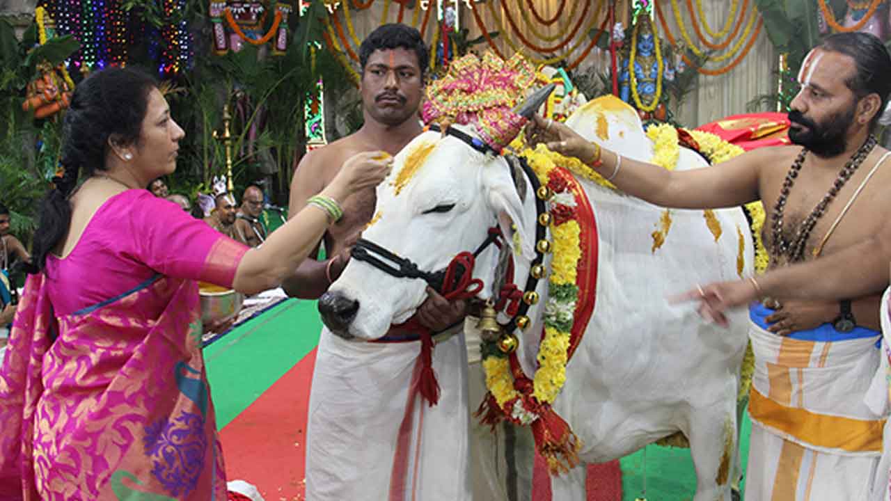 తిరుమల‌ వ‌సంత మండ‌పంలో శాస్త్రోక్తంగా గోపూజ