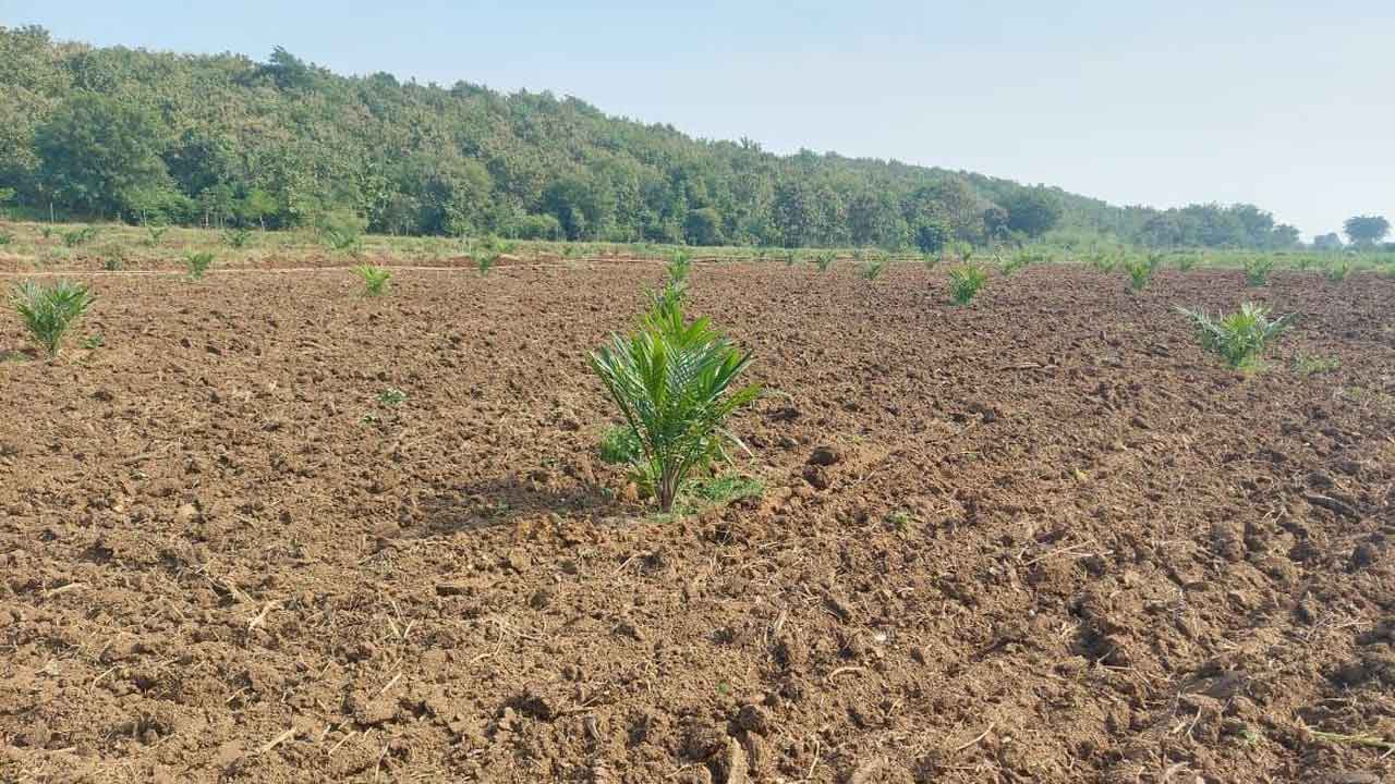 ఆయిల్‌పామ్‌ సాగు.. లాభాలు బాగు