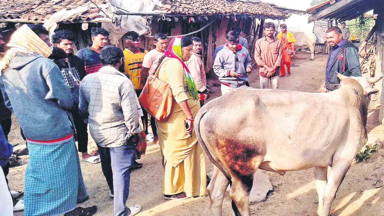పశువులపై పంజా