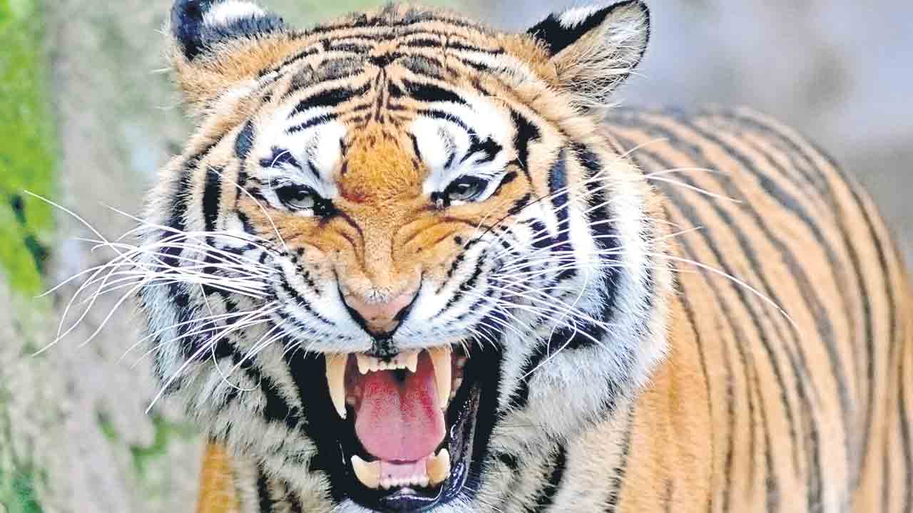 పెద్ద పులుల గాండ్రింపు