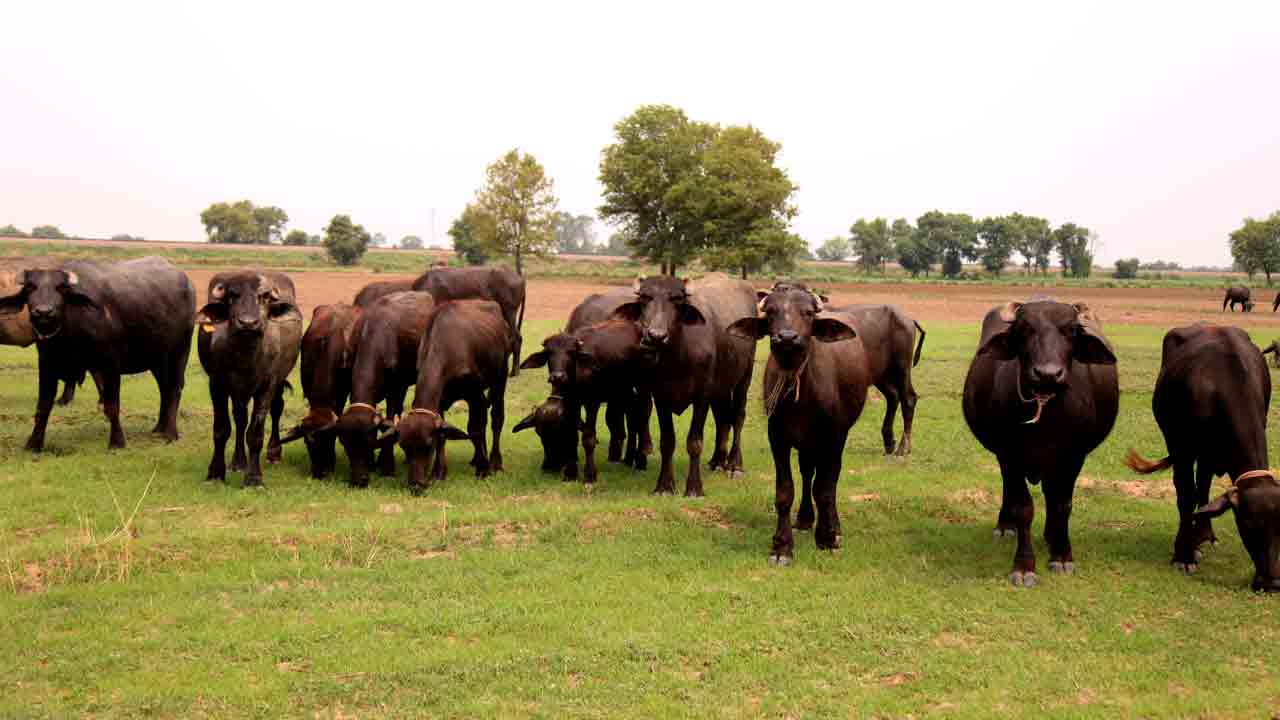 రాష్ట్రవ్యాప్తంగా ‘పల్లె పశువు వనాలు’.. 50- 100 హెక్టార్లలో అభివృద్ధి