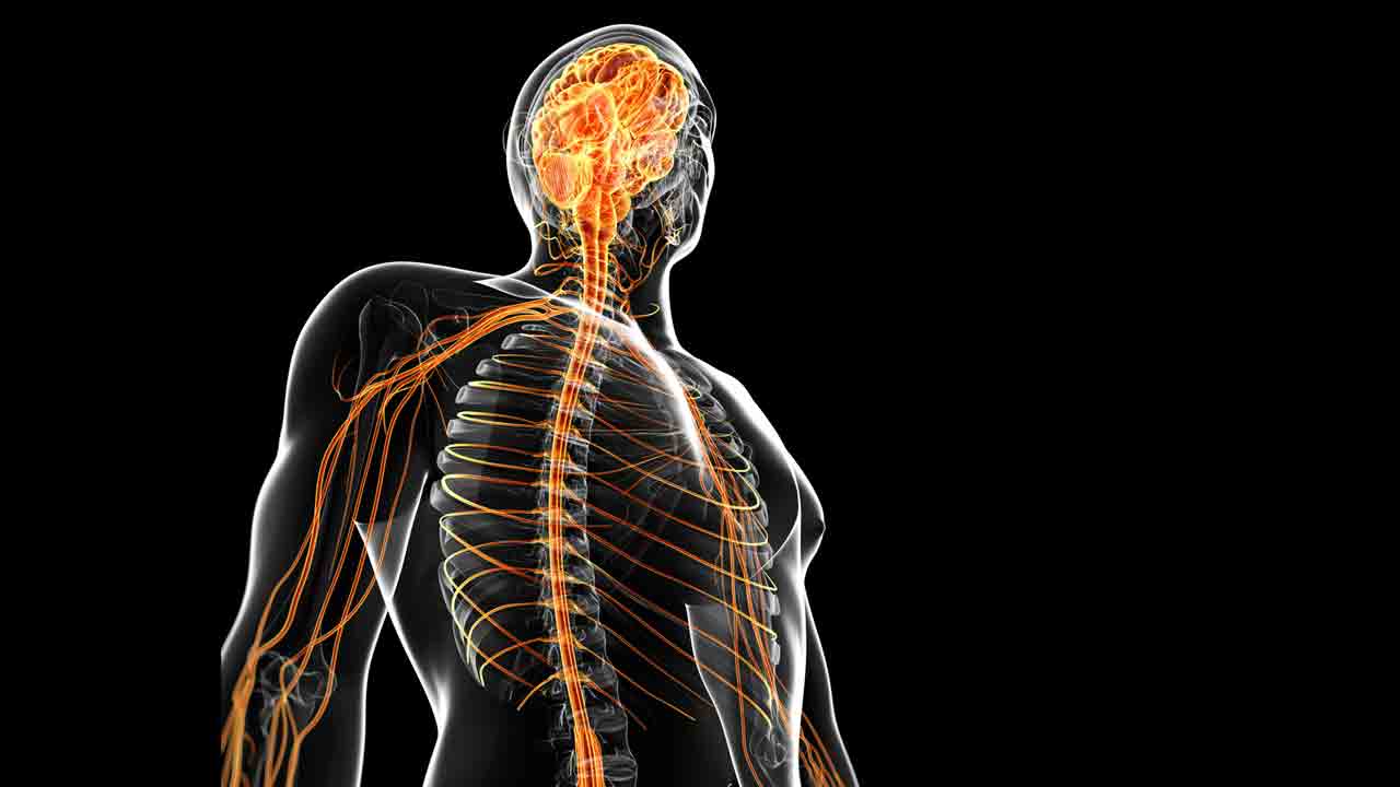 పక్షవాతం గుట్టువిప్పిన అయోవా యూనివర్సిటీ పరిశోధకులు