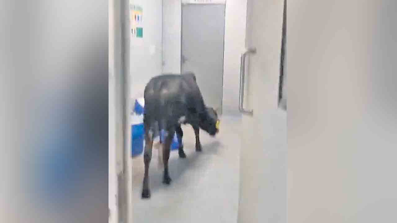 ఐసీయూలో ఆవు చక్కర్లు