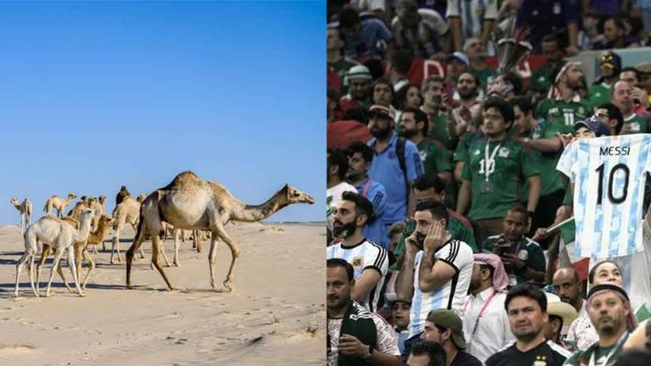 Camel flu @ Qatar | ఖతార్‌లో కరోనా మాదిరి కేమెల్‌ ఫ్లూ.. ఆందోళనలో ఫుట్‌బాల్‌ ప్రేమికులు