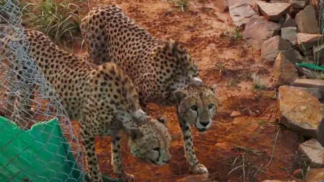 Cheetahs | తొలి వేటను పూర్తి చేసిన చీతాలు..!