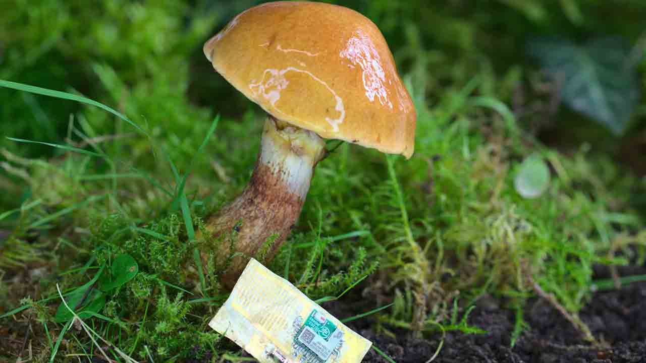 పుట్టగొడుగులతో కంప్యూటర్‌ చిప్‌లు