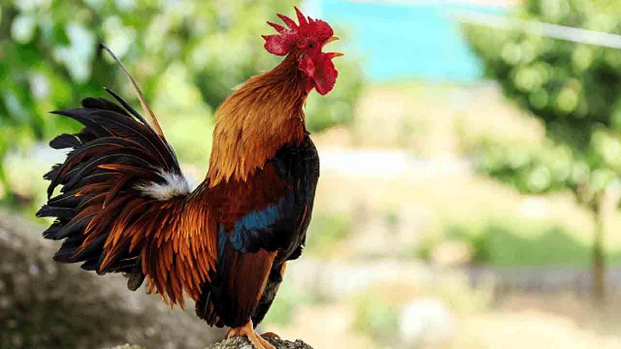 Viral News | కోడి కూసిందని.. పోలీస్‌స్టేషన్‌లో కేసు పెట్టిన వైద్యుడు..!