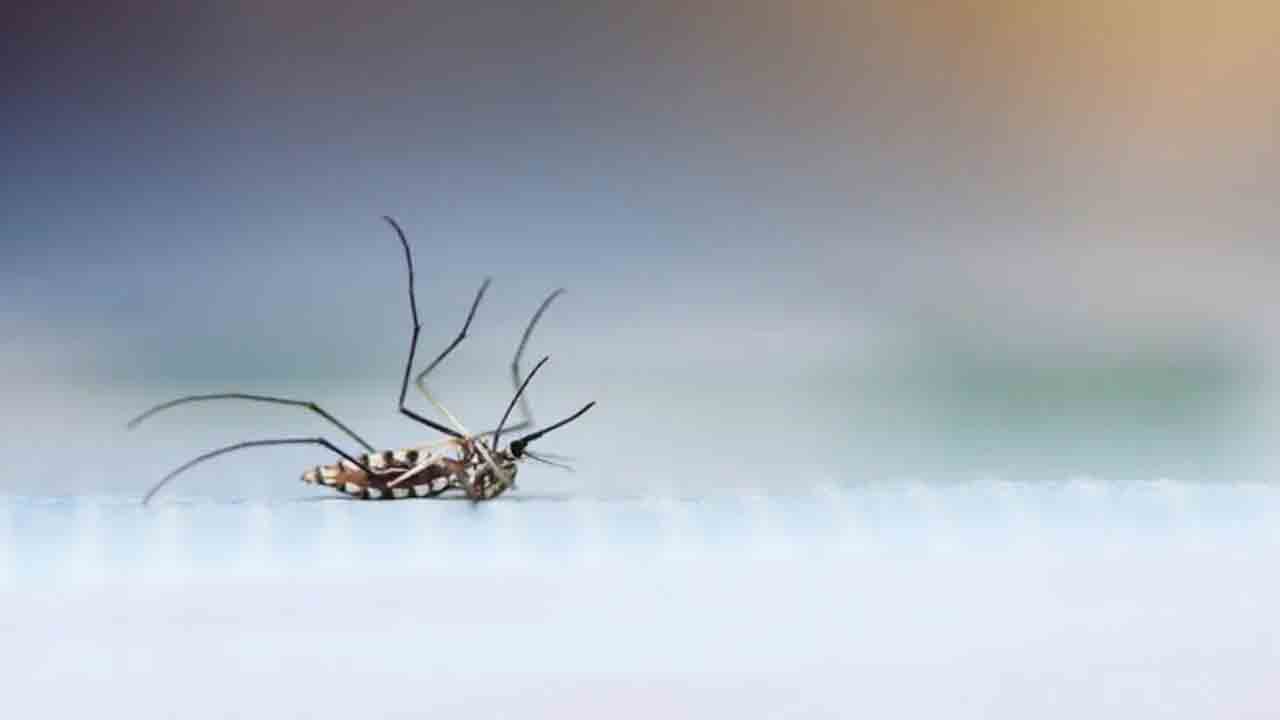 చచ్చిన దోమలున్న సీసాను కోర్టుకు తెచ్చిన గ్యాంగ్‌స్టర్‌… ఎందుకంటే?