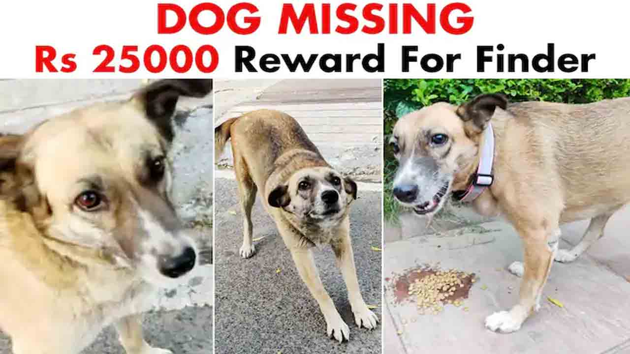 Dog Missing | మా కుక్క తప్పిపోయింది.. ఆచూకీ తెలిపిన వారికి రూ.25వేల రివార్డు..!