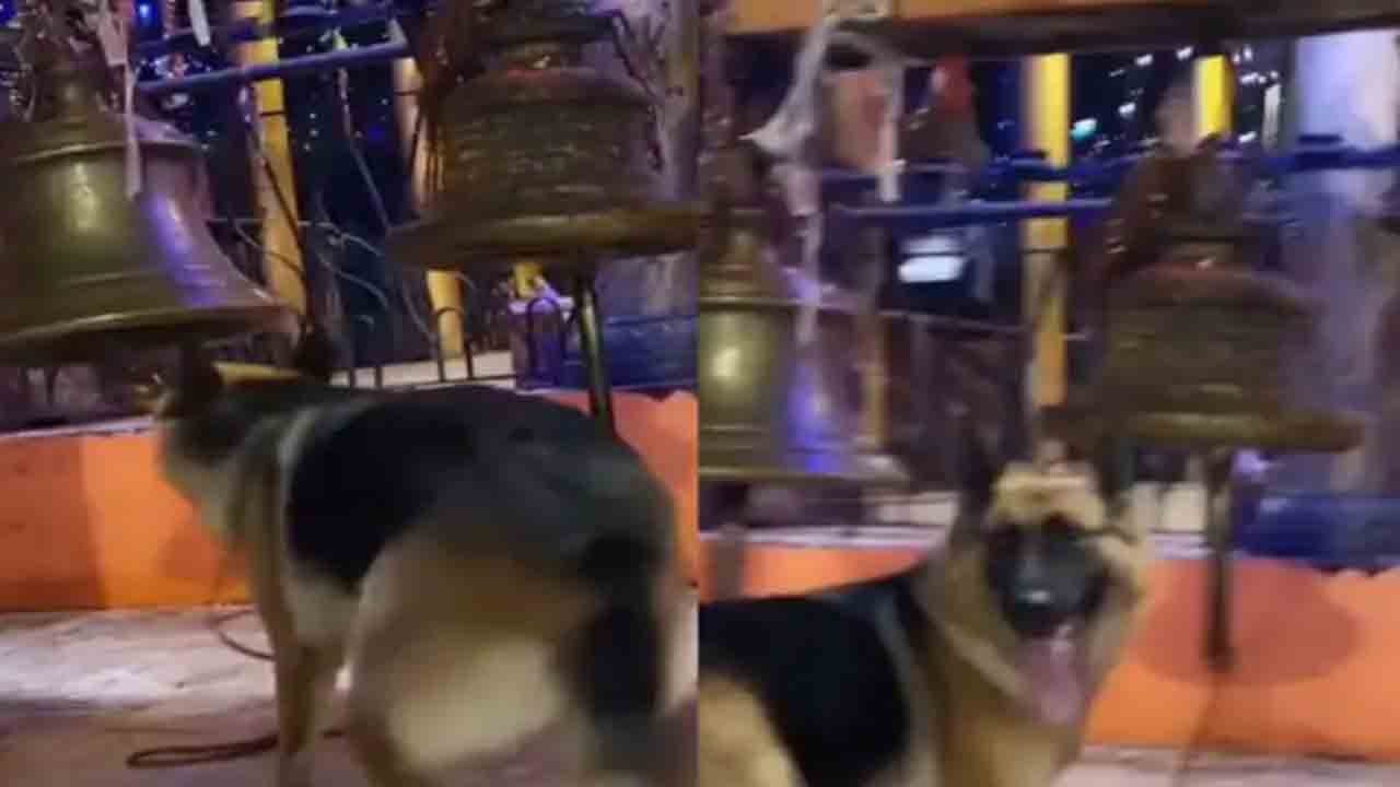 Watch: గుడిలో గంట మోగించిన కుక్క.. వీడియో వైరల్‌