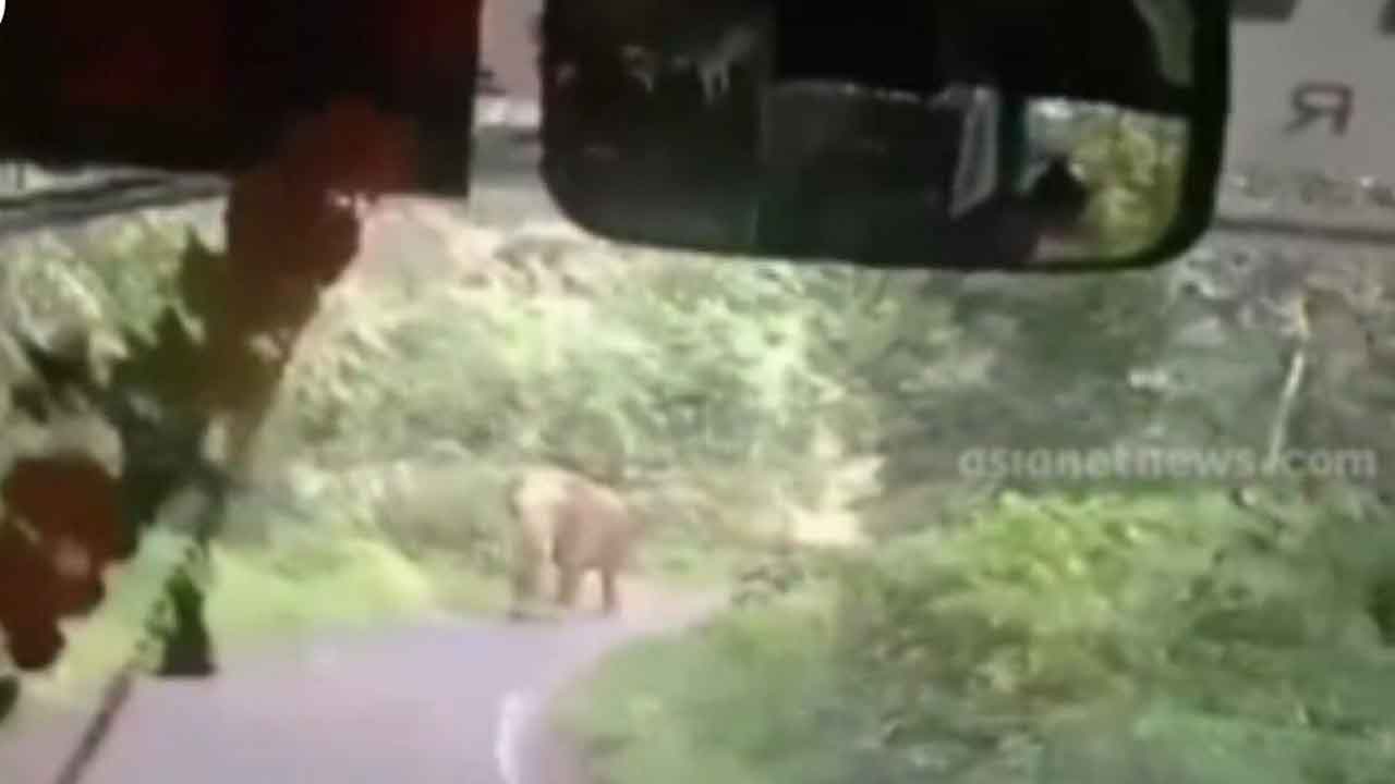 Reverse driving | ముందేమో భారీ ఏనుగు.. 8 కిలోమీటర్లు బస్సు వెనక్కి.. గ్రేట్‌ డ్రైవర్‌..!