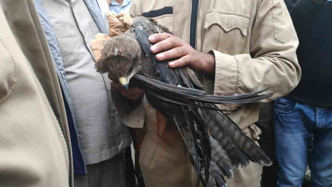 రెండు గంటలు శ్రమించి గద్దను కాపాడిన ఫైర్‌ సిబ్బంది