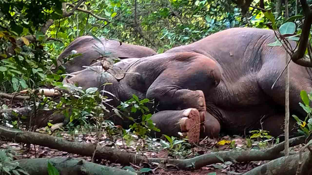 నీళ్లు అనుకొని నాటు సారా తాగిన ఏనుగులు