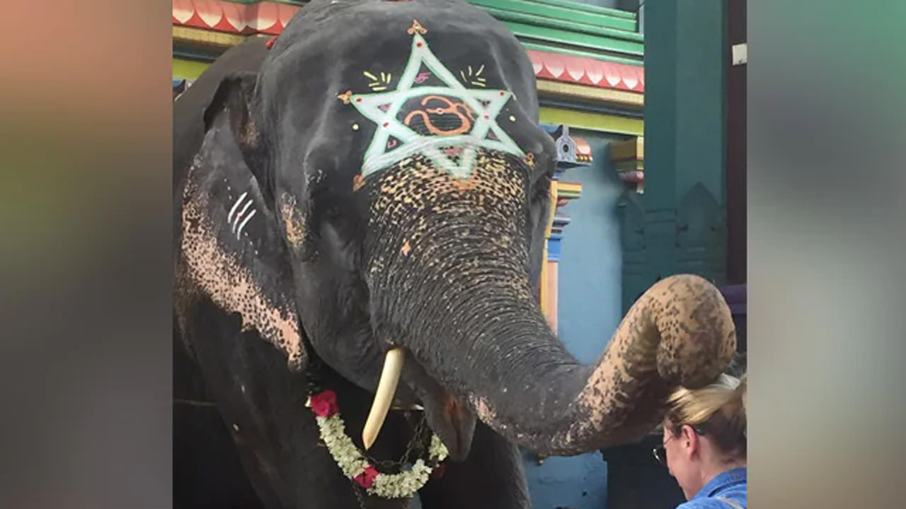 గుండెపోటుతో పుదుచ్చేరి ఆలయానికి చెందిన లక్ష్మి అనే ఏనుగు మృతి