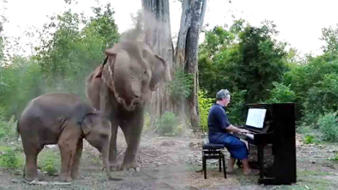 Viral Video | మ్యూజిక్‌ను ఎంజాయ్‌ చేస్తున్న గజరాజులు..!