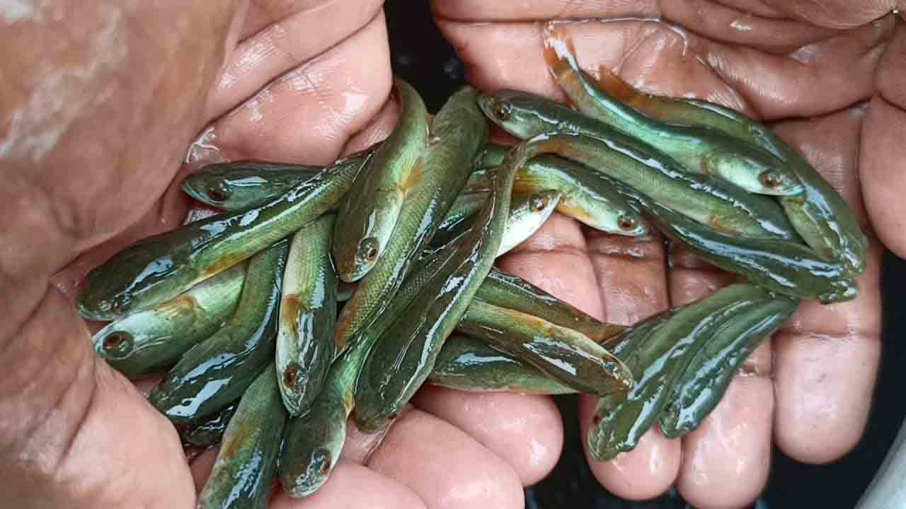 ‘నర్సరీ’ చేపలకు..నచ్చే దాణా