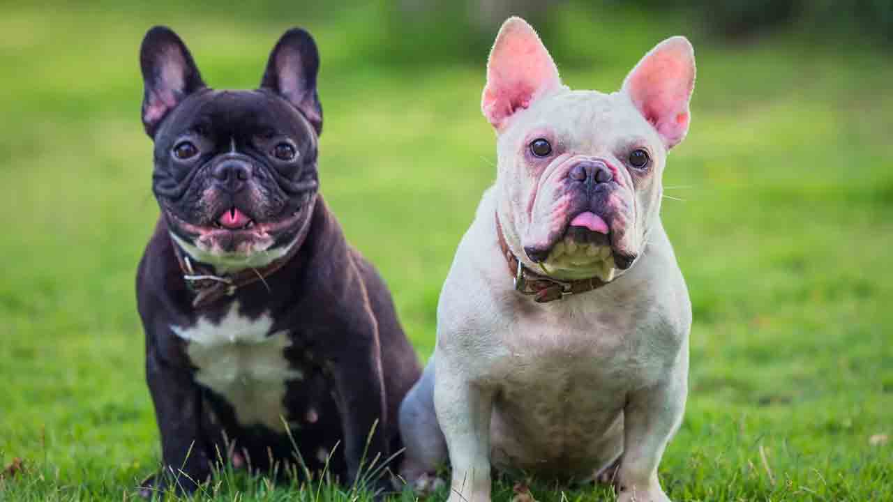 19 ఫ్రెంచ్‌ బుల్‌డాగ్స్‌ను ఎత్తుకెళ్లిన దొంగలు.. వాటి విలువెంతో తెలుసా?